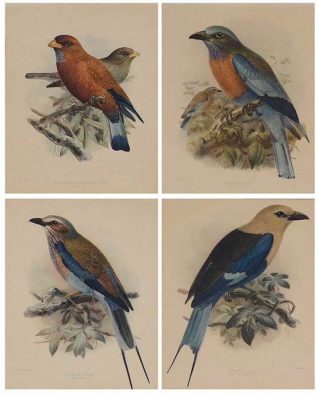 Appraisal: Johannes Gerardus Keulemans Dutch Four ornithological prints of Rollers hand