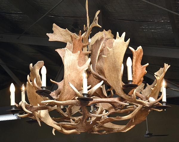 Appraisal: FALLOW DEER HORN CEILING CHANDELIER CM HIGH APPROX CM DIAMETER