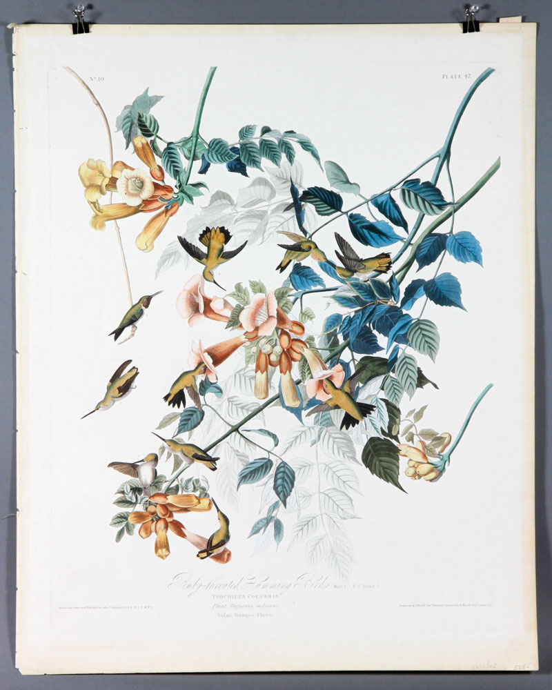 Appraisal: - Havell Ruby Throated Hummingbird Audubon Print Ruby throated hummingbird