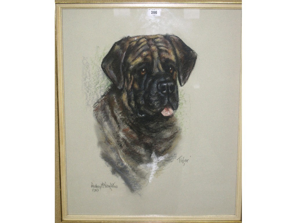 Appraisal: AUDREY McNAUGHTON Pastel 'Tiger' signed and entitled and dated