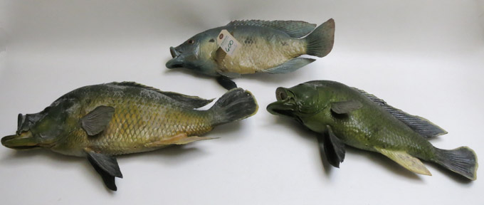 Appraisal: THREE TAXIDERMY FISH with wall mounted backs lengths from to