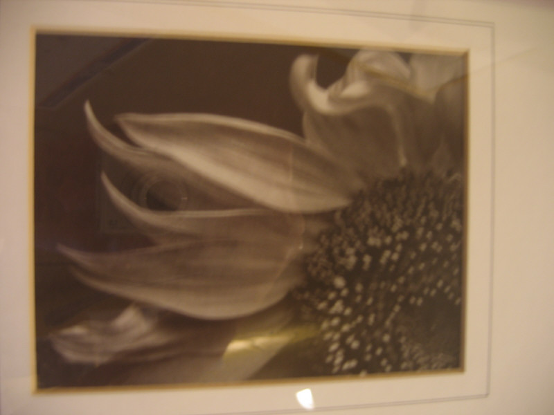 Appraisal: THREE FRAMED PHOTOGRAPHS SUNFLOWER MAGNOLIA CALLA LILY black and white