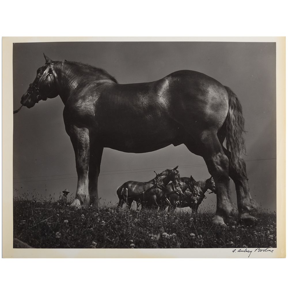 Appraisal: A Aubrey Bodine Belgian Horses American - Gelatin silver print