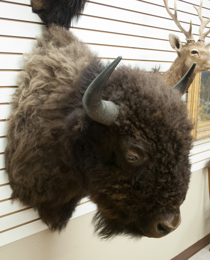 Appraisal: PLAINS BISON AMERICAN BUFFALO TAXIDERMY MOUNT large head and shoulder