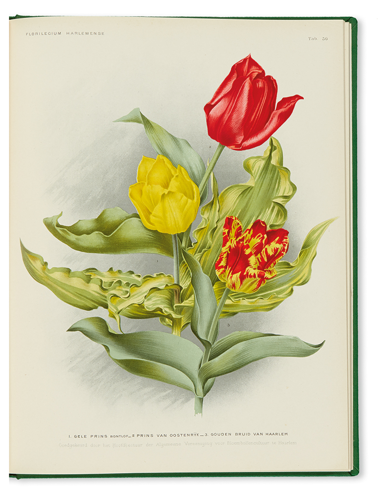 Appraisal: GOOSSENS ALPHONSE Florilegium Harlemense chromolithographed plates after A Goossens lithographed