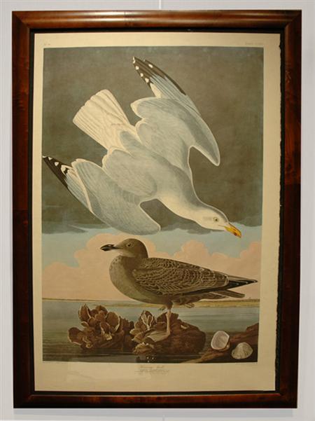 Appraisal: After John James Audubon HERRING GULL Color reproduction from The