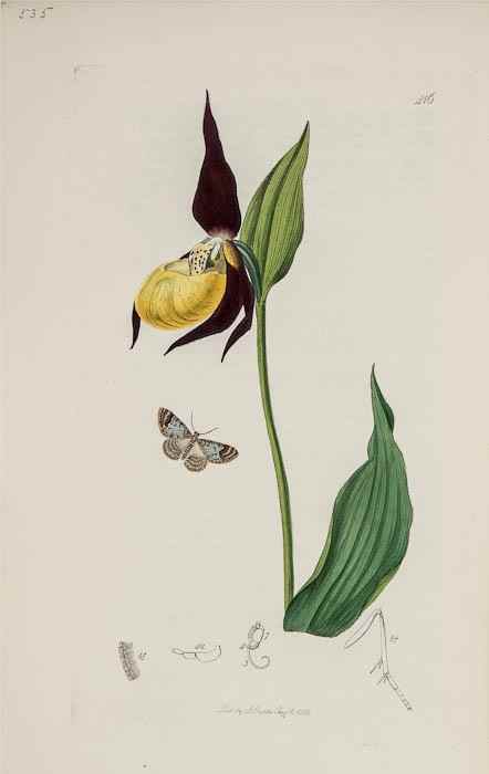 Appraisal: Curtis John British Entomology Being Illustrations and Descriptions of the