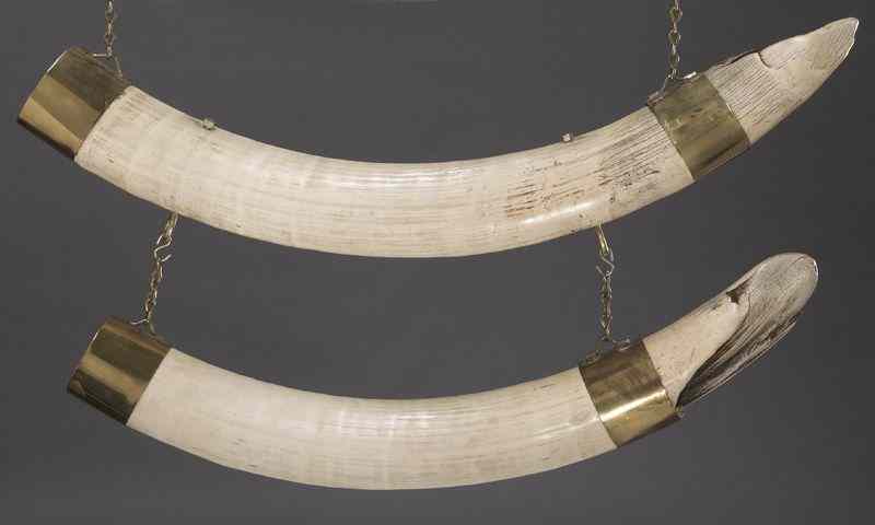 Appraisal: Pr African Elephant tusks International buyers should note that several