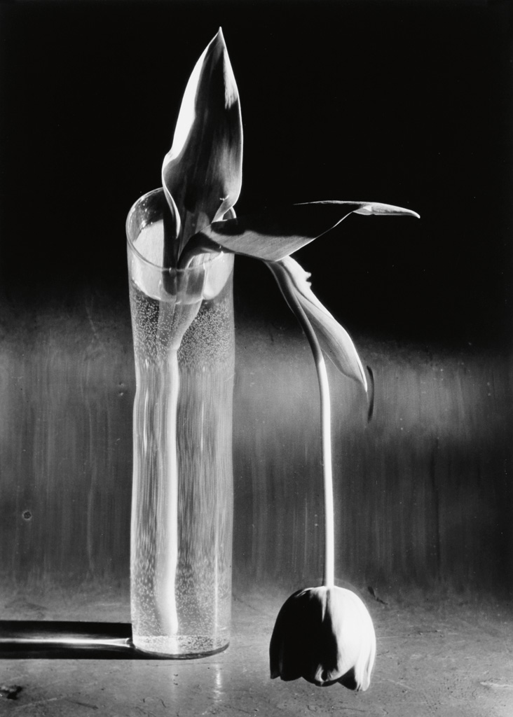 Appraisal: ANDR KERT SZ - Melancholic Tulip Silver print x inches