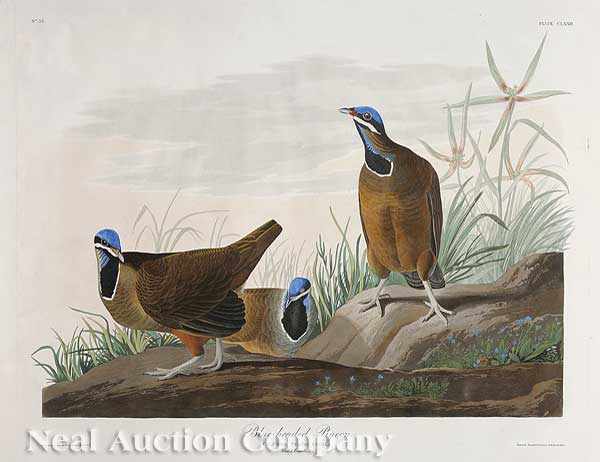 Appraisal: John James Audubon American - Blue-headed Pigeon Plate CLXXII from