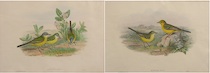 Appraisal: John Gould British - A pair of bird lithographs Budytes