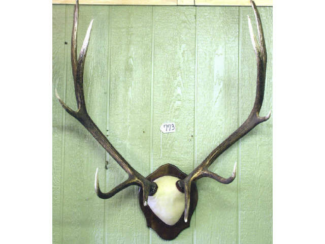 Appraisal: Large point Bull Elk horn rack Estimate -