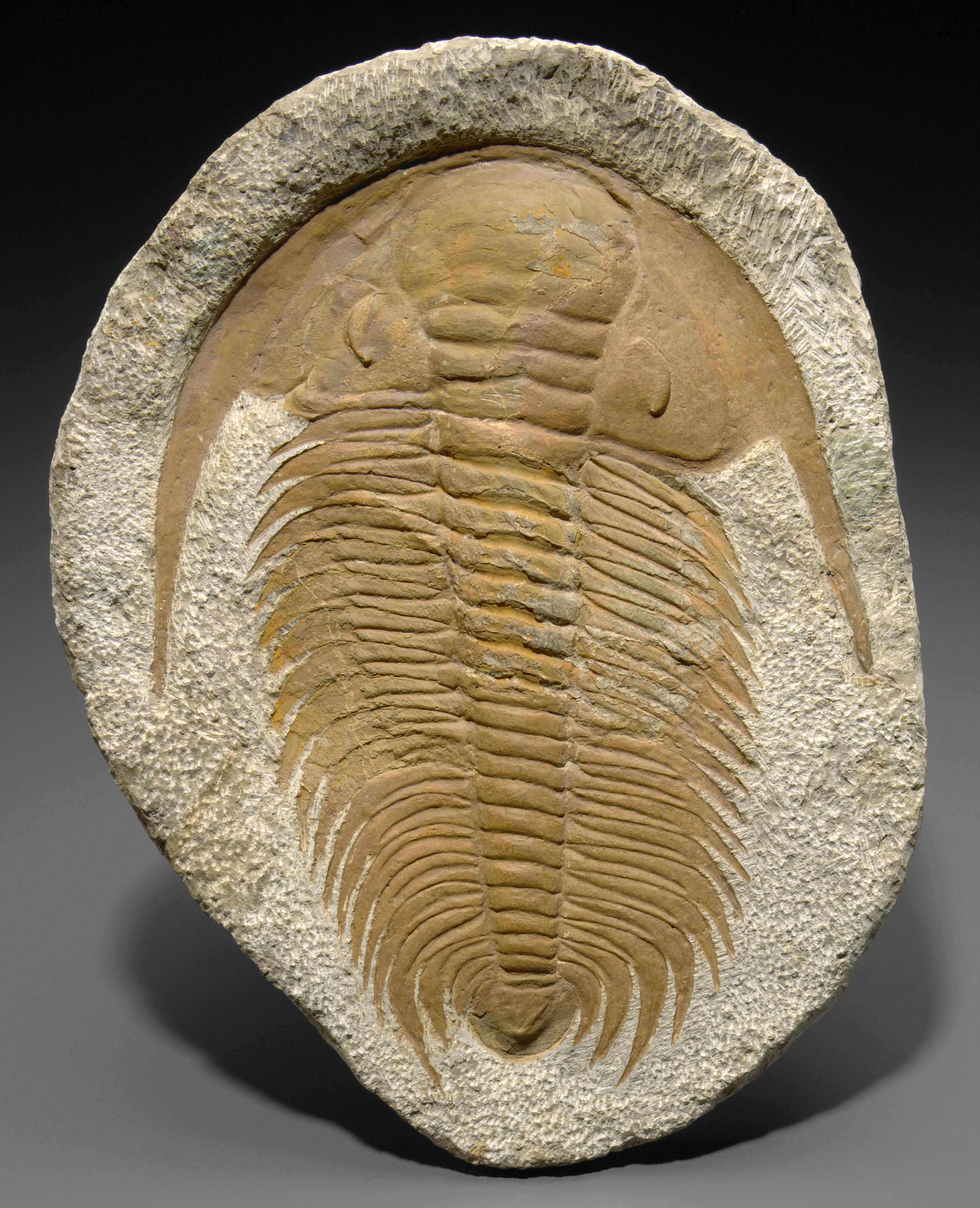 Appraisal: Large Moroccan Trilobite Acadoparadoxides briareus Middle Cambrian Morocco A large