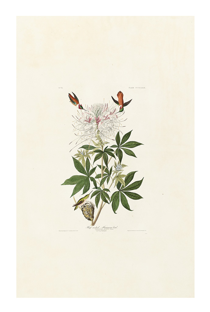 Appraisal: AUDUBON JOHN JAMES Ruff-necked Hummingbird Plate CCCLXXIX Hand-colored engraved and