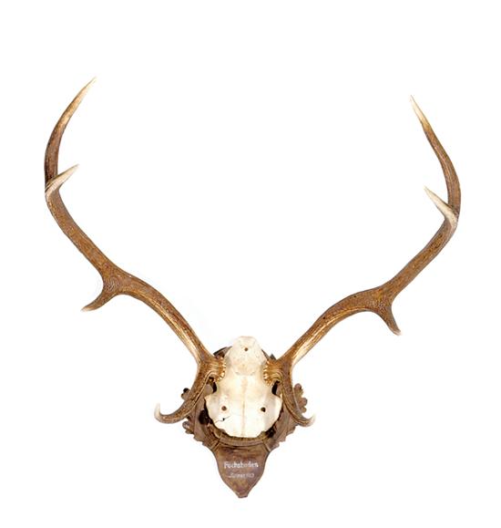 Appraisal: Elk skull and horns specimen mounted on wooden shield backplate