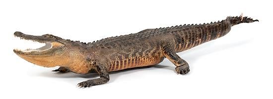 Appraisal: A Taxidermy Alligator Length feet inches A Taxidermy Alligator Length