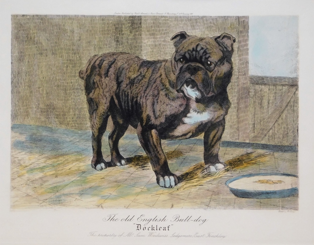 Appraisal: C RICHARD JOSEY ENGLISH BULLDOG DOCKLEAF ETCHING England - Hand