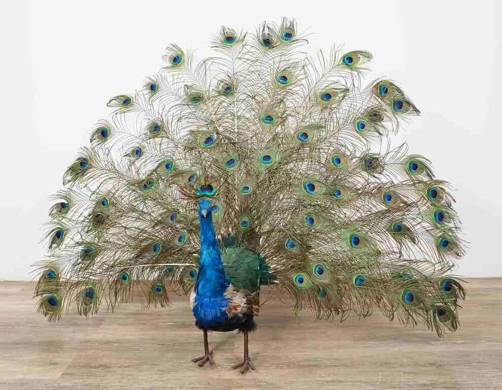 Appraisal: Taxidermy peacock with spread feathers Foam base body with applied