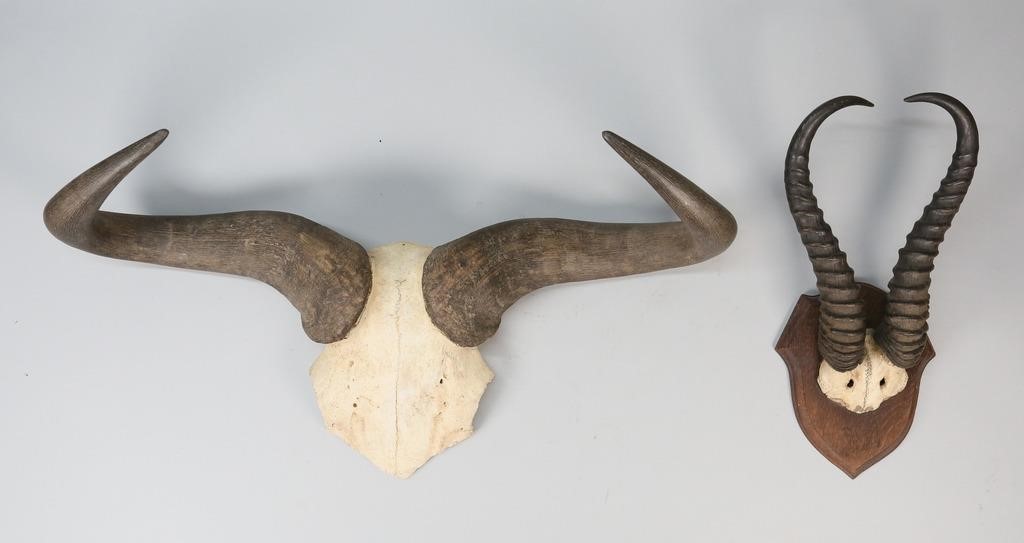 Appraisal: Soemmering's gazelle horns with partial skull mounted on a wooden