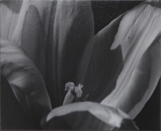 Appraisal: Photograph Johan Hagemeyer Johan Hagemeyer American Dutch - Untitled Flower