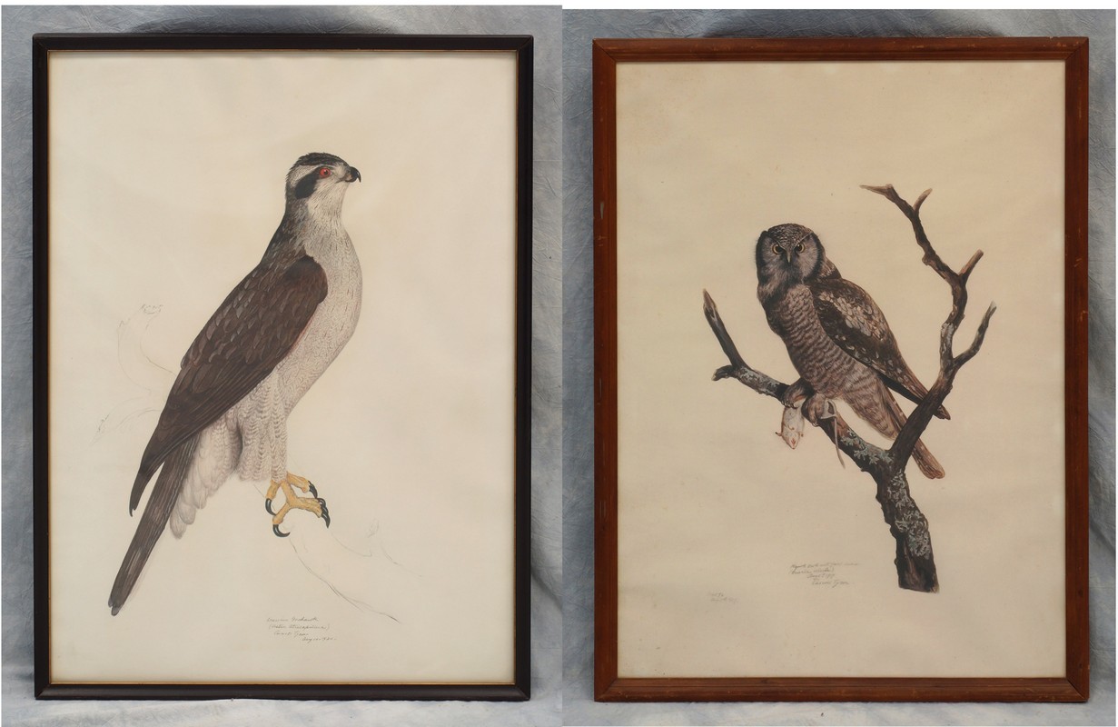 Appraisal: Carroll Tyson American - colored lithographs Hawk Owl American Goshawk