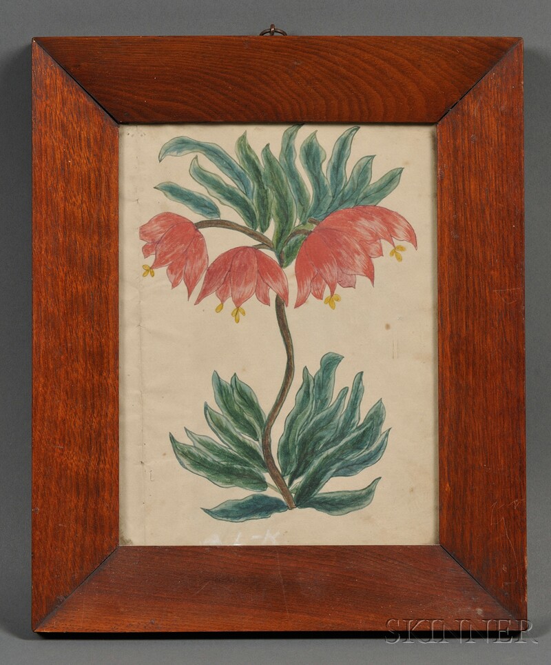 Appraisal: Possibly New England School Early th Century Fritillaria Unsigned Watercolor