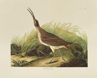 Appraisal: John James Audubon - Great Esquimaux Curlew No Plate Amsterdam