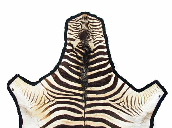 Appraisal: A Zebra skin rug size approximately ft in x ft