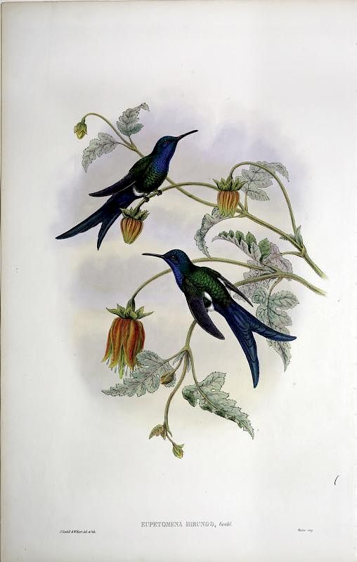 Appraisal: Beautiful Hand Colored Lithographs of Hummingbirds by Gould Eupetomena Hirundo