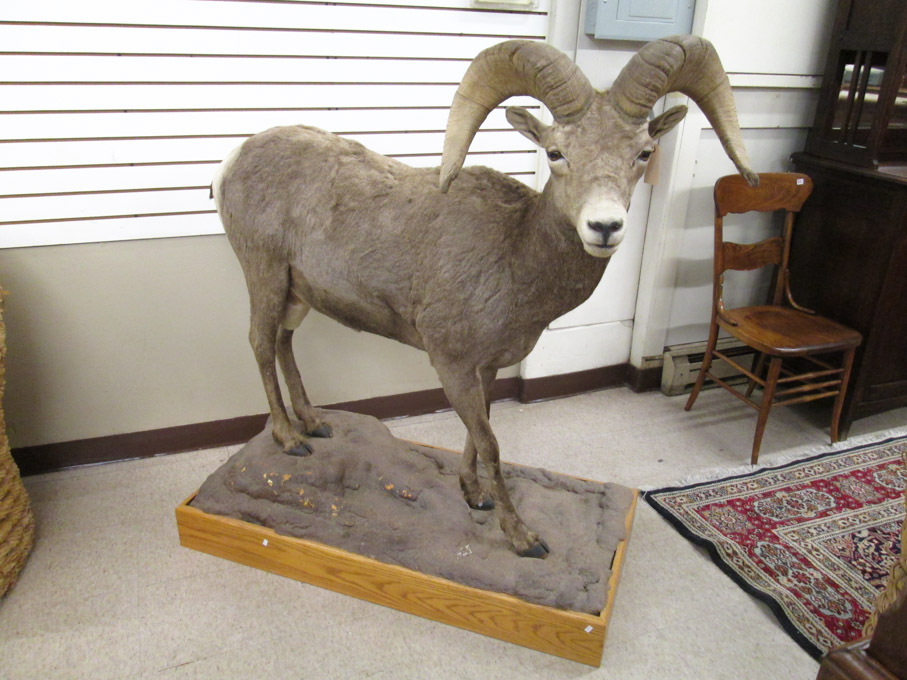 Appraisal: BIGHORN SHEEP TAXIDERMY MOUNT a full body mount in standing