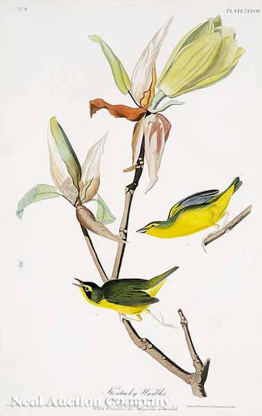 Appraisal: After John James Audubon American - Kentucky Warbler shown with