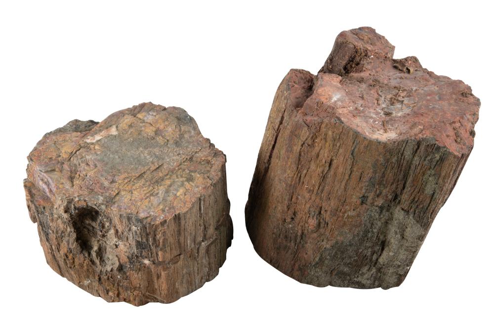 Appraisal: TWO FOSSILIZED WOOD FRAGMENTSCondition inherent weathering cracks and loss the