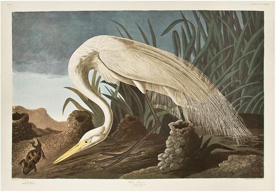 Appraisal: AUDUBON John James - White Heron From The Birds of