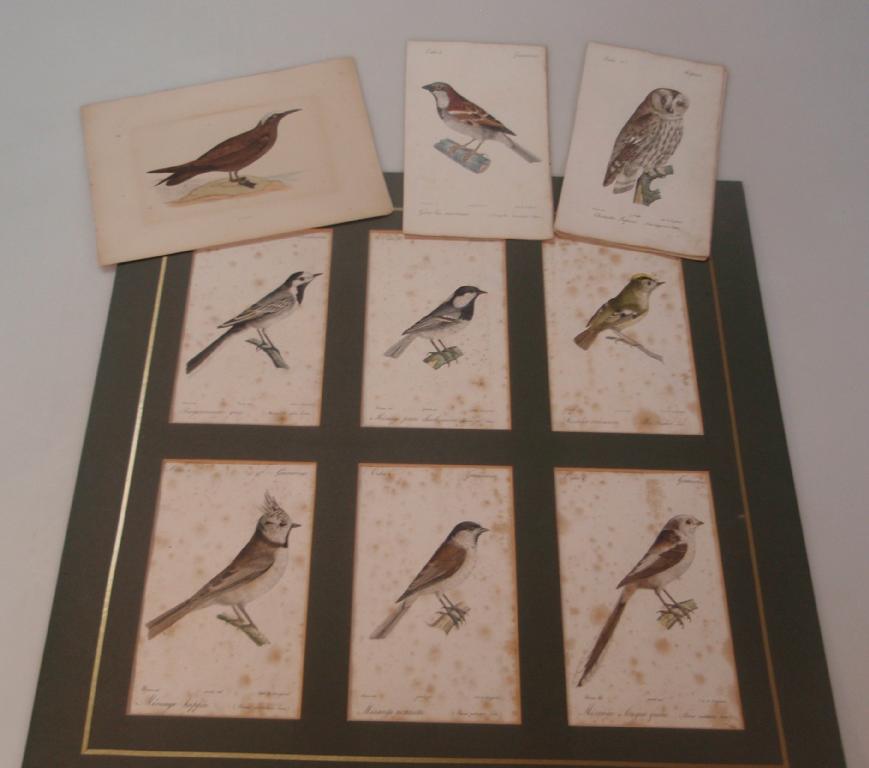 Appraisal: Fourteen colour ornithological book plates in a single mount the