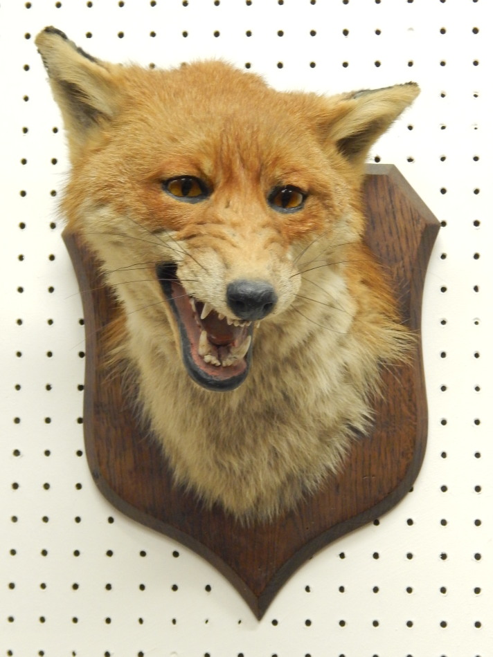 Appraisal: A taxidermied fox head by Spicer Sons of Leamington Spa