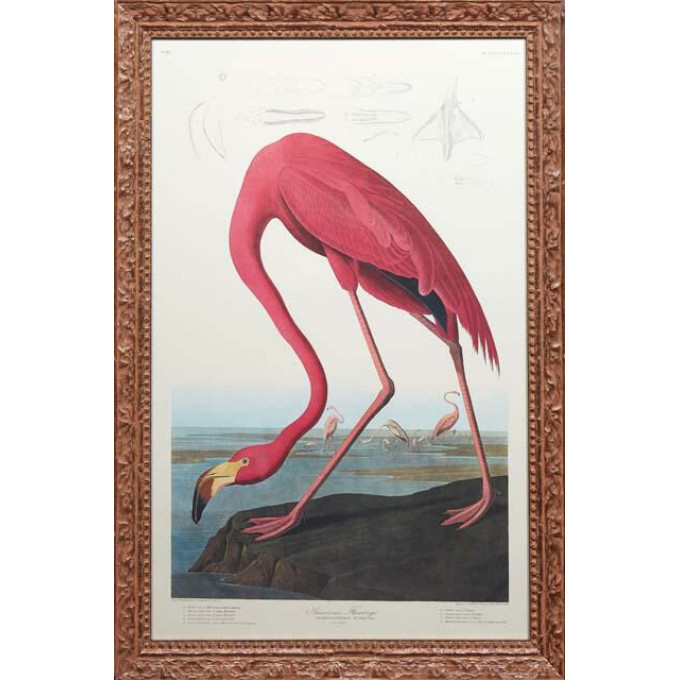 Appraisal: John James Audubon - Haitian American American Flamingo No Plate