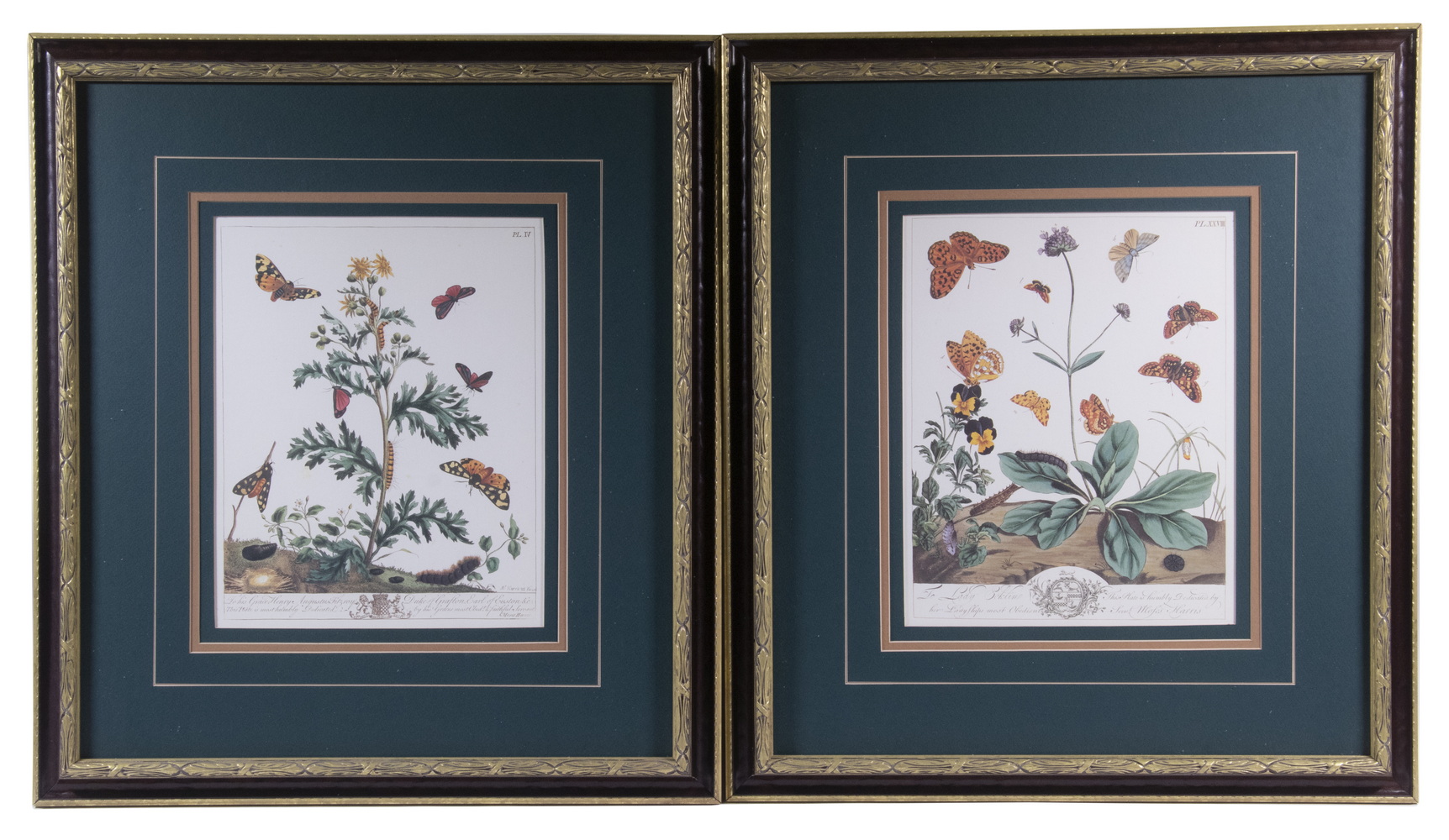 Appraisal: PAIR OF REPLICA PHOTOLITHO PRINTS OF BUTTERFLIES FRAMED Commercial prints