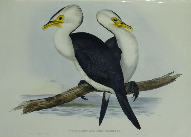 Appraisal: Pied Cormorant Phalacrocorax Melanoleucus