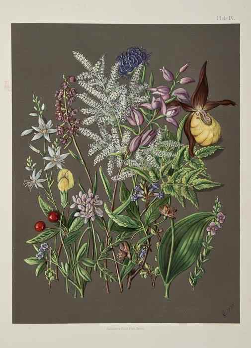 Appraisal: Ward H C Wild Flowers of Switzerland additional tinted lithographed