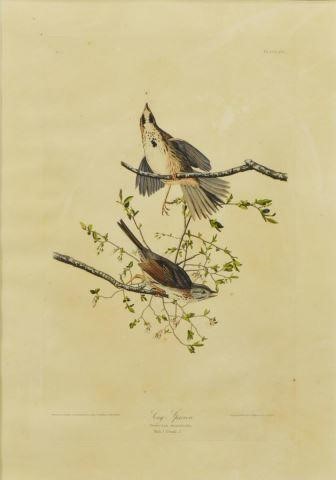 Appraisal: Framed engraving with aquatint and hand coloring Song Sparrow plate