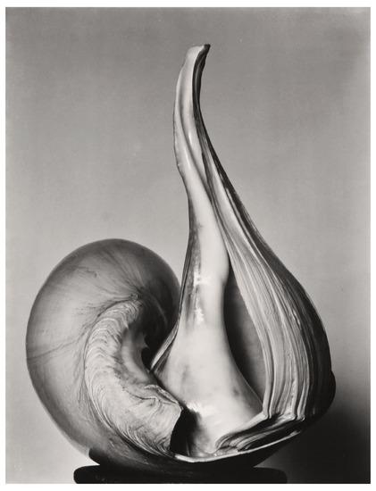 Appraisal: Edward Weston - and Brett Weston - Shell Gelatin silver