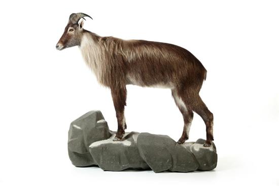 Appraisal: AOUDAD FULL BODY TAXIDERMY MOUNT On a stone-form base ''l