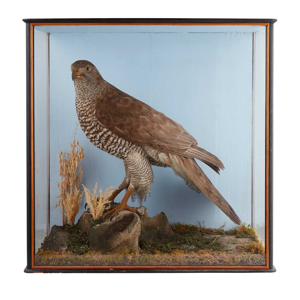 Appraisal: Y TWO CASED TAXIDERMY BIRDS OF PREY EARLY TH CENTURY