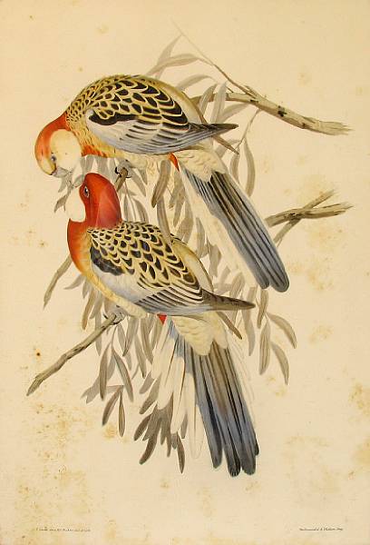 Appraisal: Gould amp Richter Untitled from Birds of Australia Lithograph printed