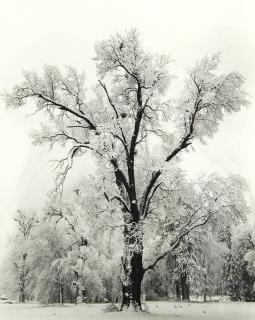 Appraisal: Photograph Ansel Adams Ansel Adams American - Oaktree Snowstorm gelatin