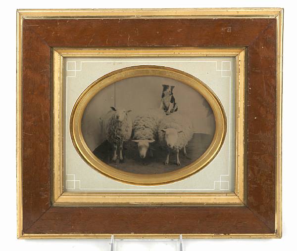 Appraisal: A tintype of a dog with sheep th century height