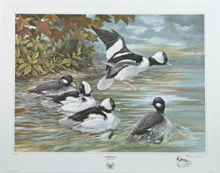 Appraisal: Basil Ede - English Bufflehead print pencil numbered l l