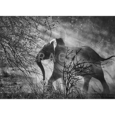 Appraisal: Sebasti o Salgado Brazilian b Elephant Zambia Gelatin silver print