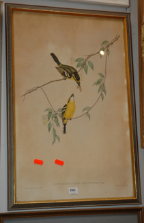 Appraisal: JOHN GOULD FLAVIVENER COLOURED LITHOGRAPH