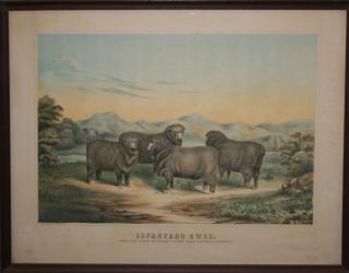 Appraisal: Th C Vermont Agricultural Lithograph The Infantado Ewes owned by